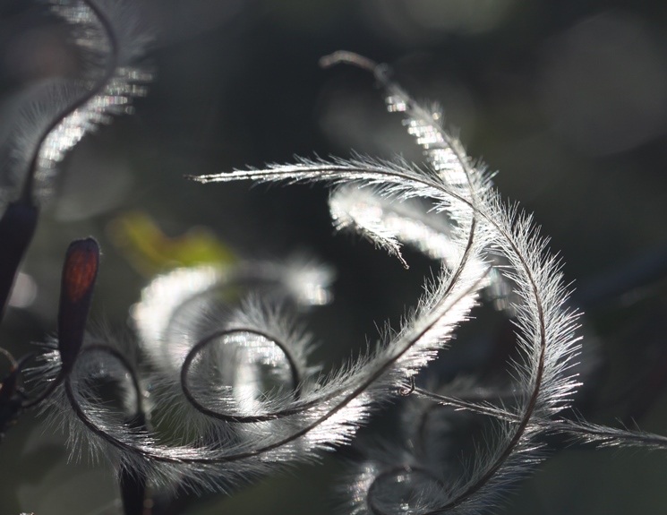 mountain mahogany